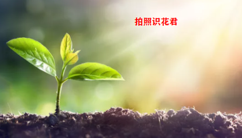 识花君[图1]