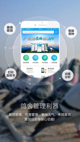 爱鸽者[图1]