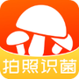 菌窝子