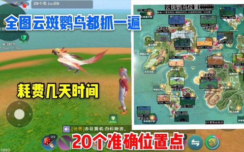 创造与魔法云斑鹦鸟位置在哪[图1]