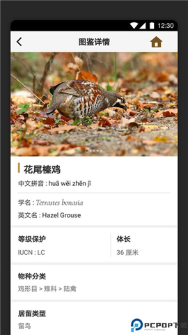 识鸟家[图2]