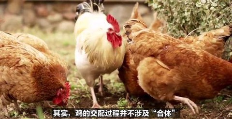 迷你世界鸡怎么交配[图1]