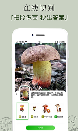 菌窝子图3