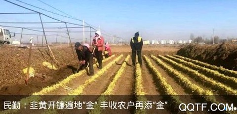 绿洲民勤[图2]