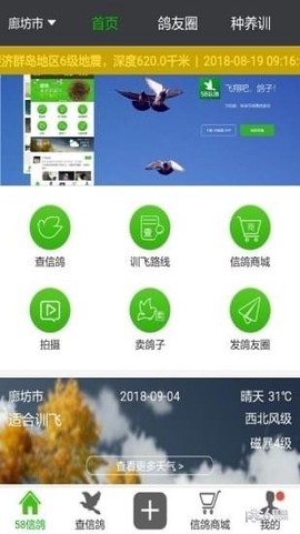 58信鸽截图2