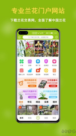 兰花交易网[图1]