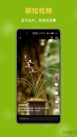 兰花交易网[图4]