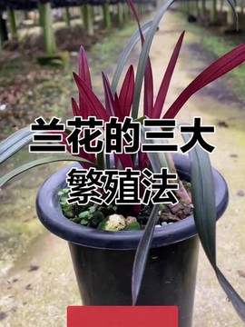 迷你世界兰花怎么种