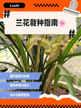 迷你世界兰花怎么种[图1]