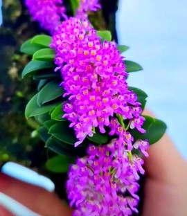 迷你世界兰花怎么种[图2]