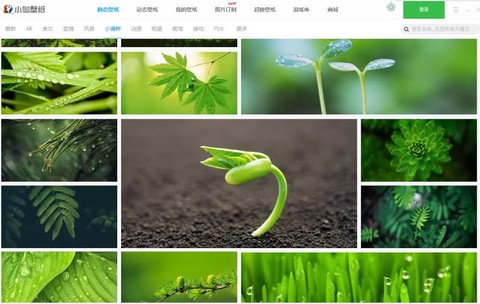 小鸟壁纸截图1
