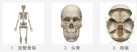 人体解剖学图谱[图1]