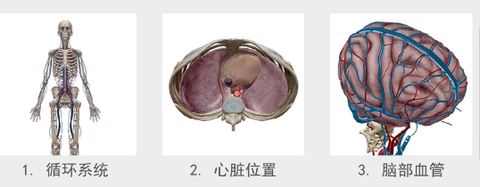 人体解剖学图谱[图2]