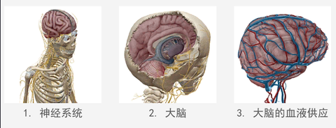人体解剖学图谱[图3]