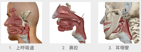 人体解剖学图谱[图4]