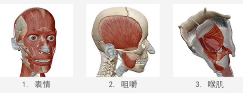 人体解剖学图谱[图5]