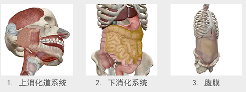 人体解剖学图谱[图6]