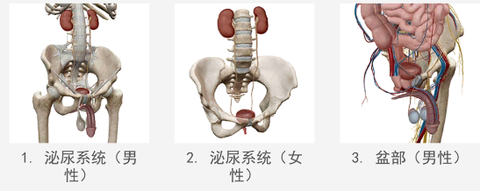 人体解剖学图谱[图7]