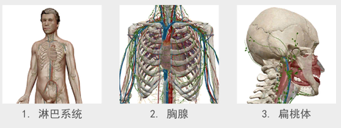 人体解剖学图谱[图8]