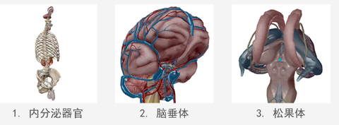 人体解剖学图谱[图9]