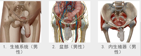 人体解剖学图谱[图10]