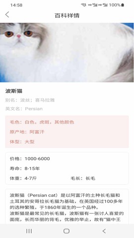 猫先生图2