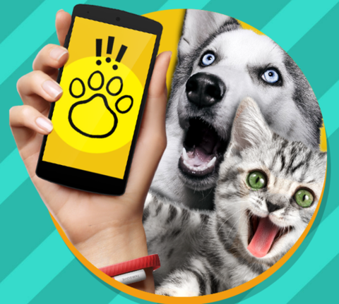 猫狗翻译器[图1]