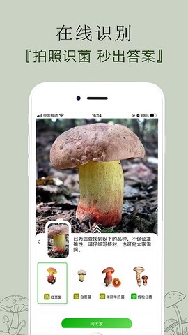 菌窝子图1
