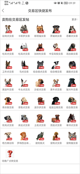 猛犬俱乐部[图4]