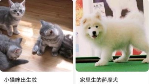 宠美会员[图1]