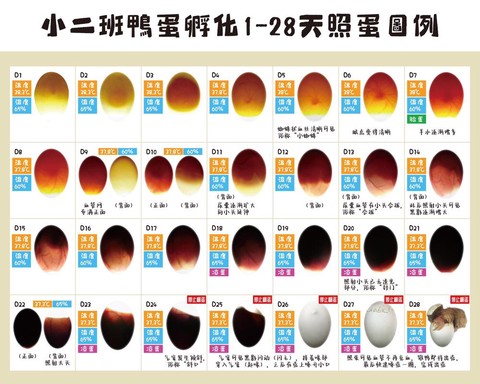 神奇宝贝蛋怎么孵化[图1]