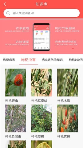 枸杞掌中宝截图3