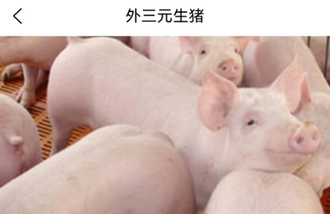 国家生猪市场[图1]
