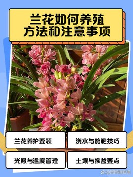 迷你世界怎么繁殖兰花