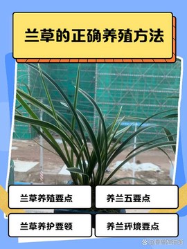 迷你世界怎么繁殖兰花[图2]