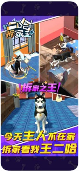 二哈拆家王截图1
