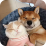 萌趣猫狗翻译器
