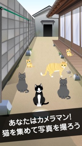可爱猫咪满满图1