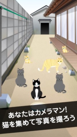可爱猫咪满满图3