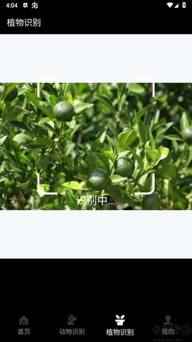 动物百科[图2]