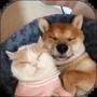 萌趣猫狗翻译器