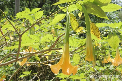天龙八部种花有什么用