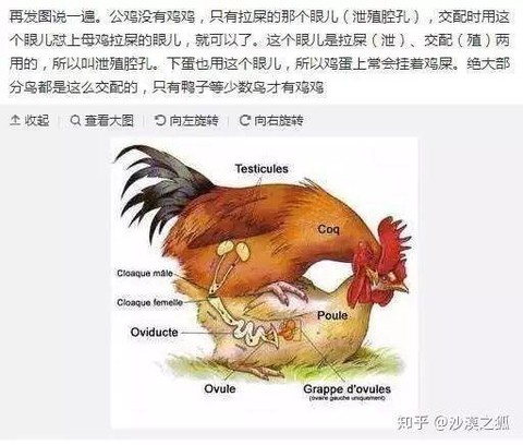迷你世界鸡怎么交配[图1]