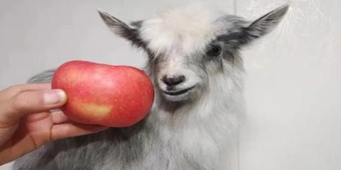 迷你世界中羊吃什么[图2]