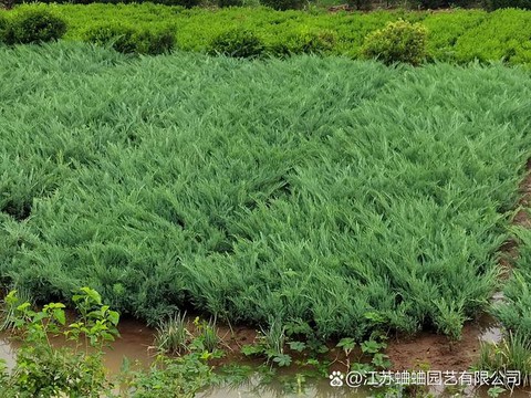 倩女幽魂苗圃能种什么[图1]