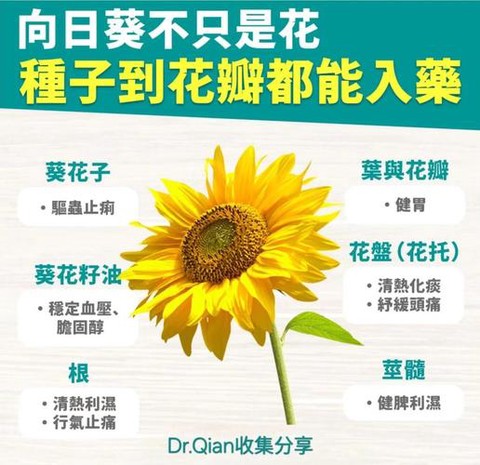 我的世界向日葵有什么用[图2]