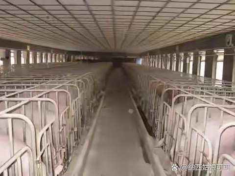 明日之后猪圈怎么放[图1]