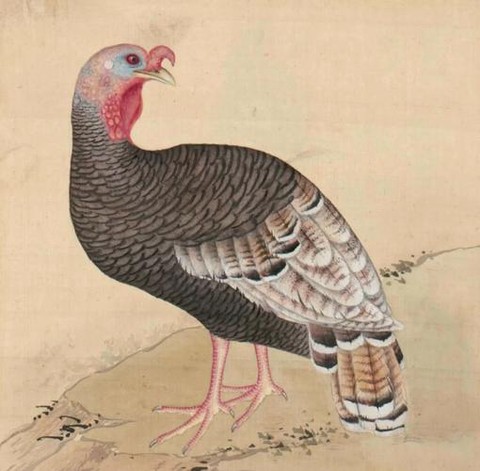阴阳师火鸡是什么意思[图1]