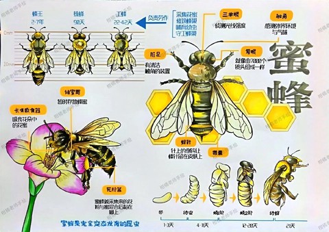 我的世界蜜蜂怎么养