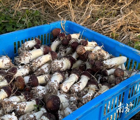 龙之谷松茸怎么得到[图2]